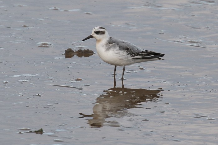Grey Phalarope