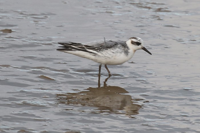 Grey Phalarope