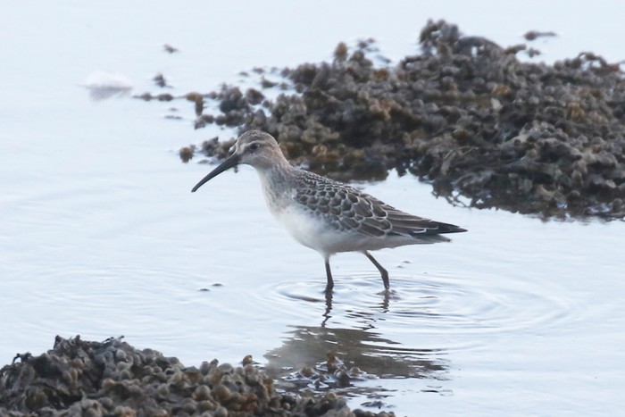 Curlew Sandpiper