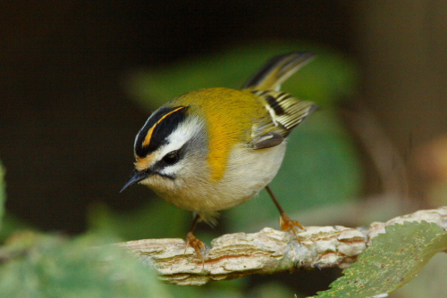Firecrest