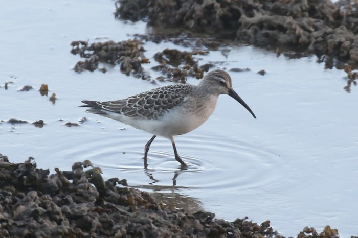 Curlew Sandpiper