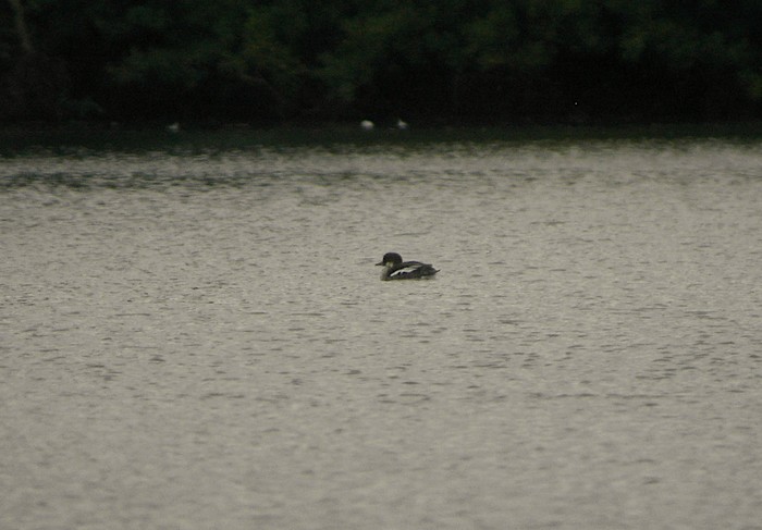 Smew