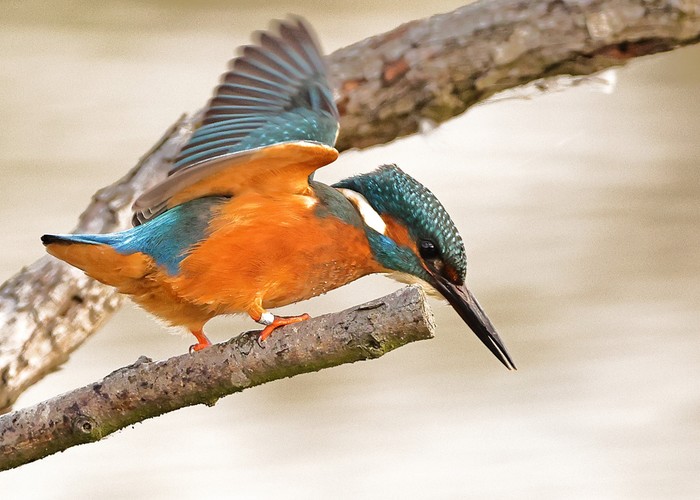 Kingfisher