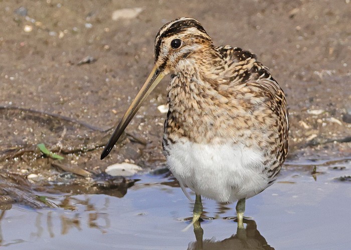 Snipe