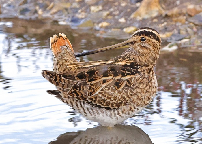 Snipe