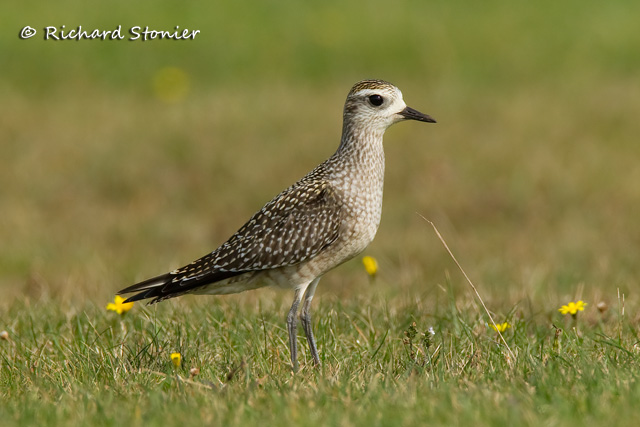 American Golden Plover