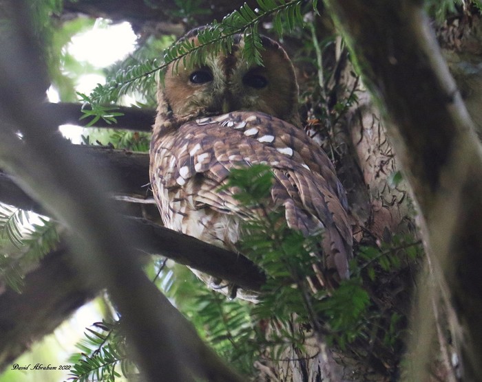 Tawny Owl 