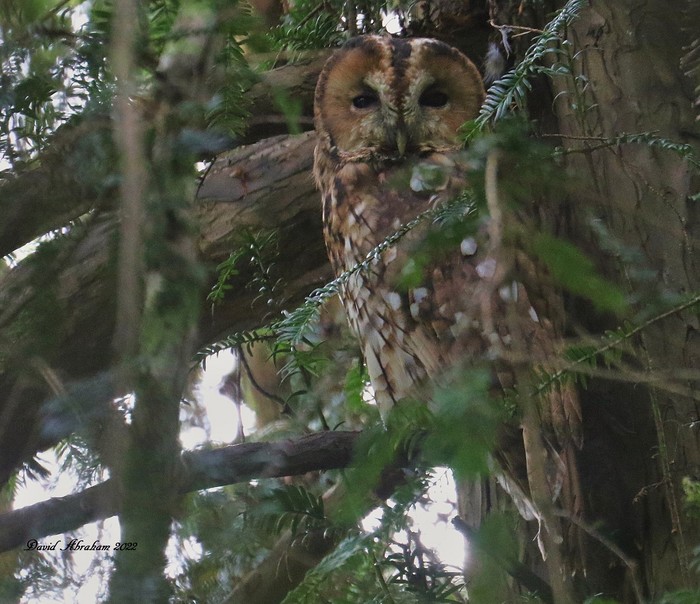 Tawny Owl 