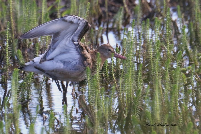 Black-tailed Godwit 