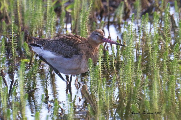 Black-tailed Godwit 