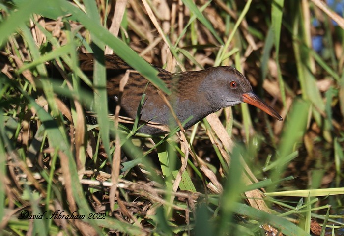 Water Rail 