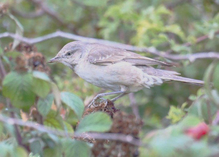 Barred Warbler