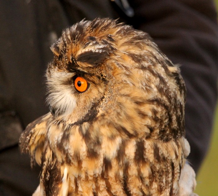 Long-eared Owl