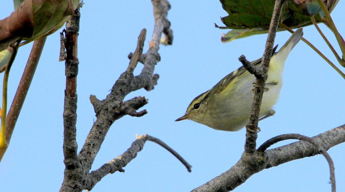 Yellow-browed Warbler