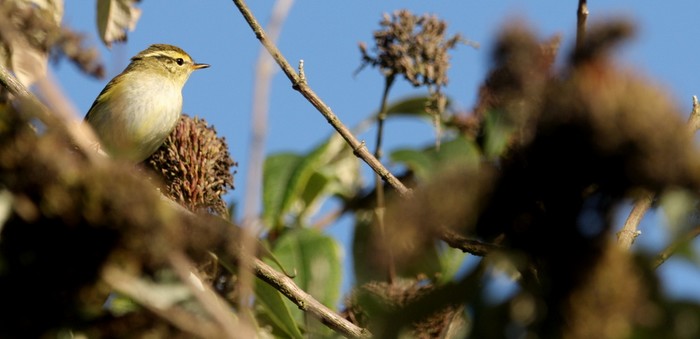 Yellow-browed Warbler