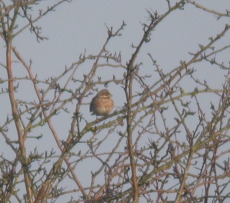 Pine Bunting