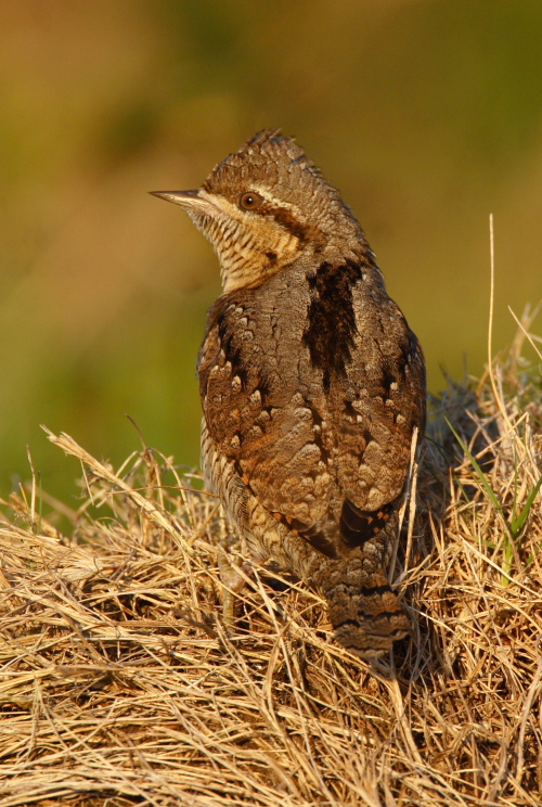 Wryneck