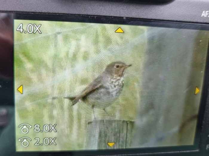 Swainson's Thrush
