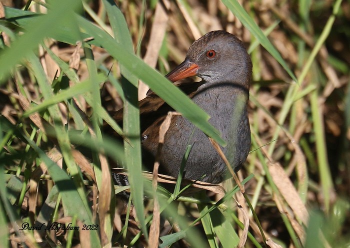 Water Rail 