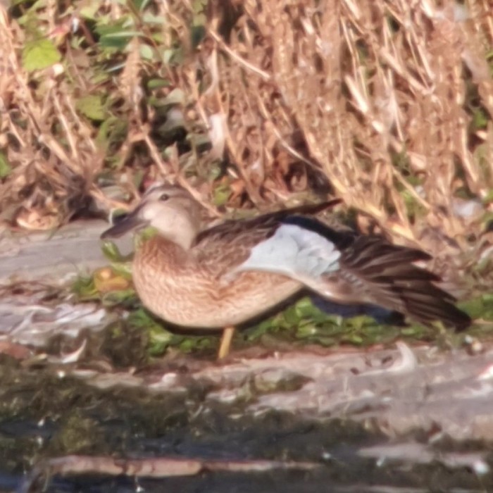 Blue-winged Teal