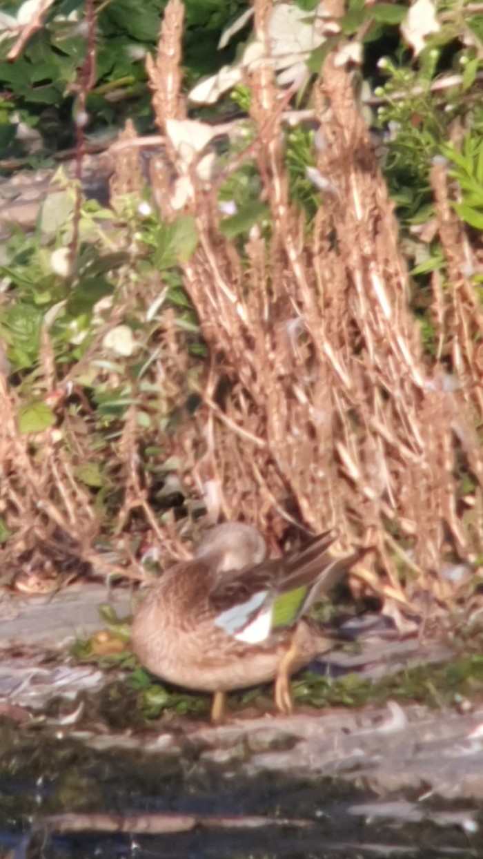 Blue-winged Teal