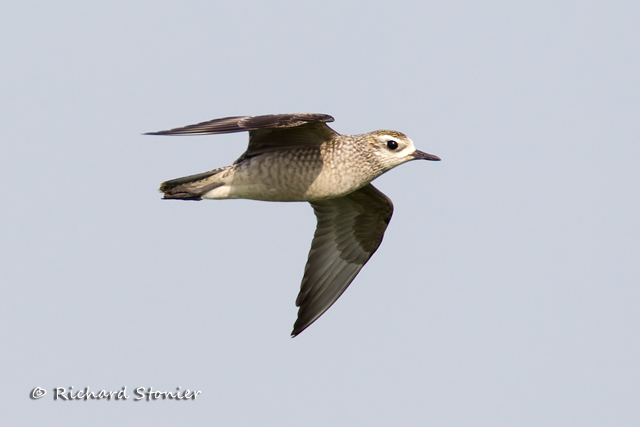 American Golden Plover
