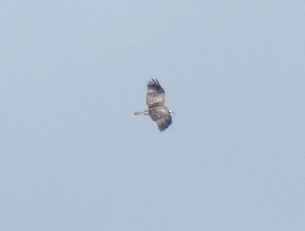 Osprey