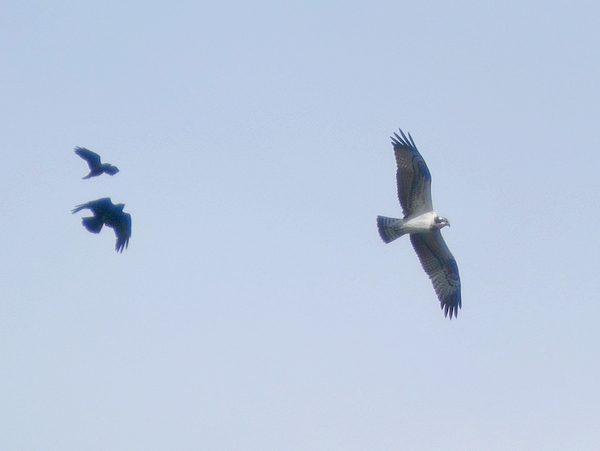 Osprey