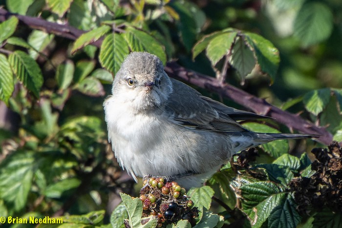 Barred Warbler