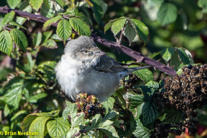 Barred Warbler