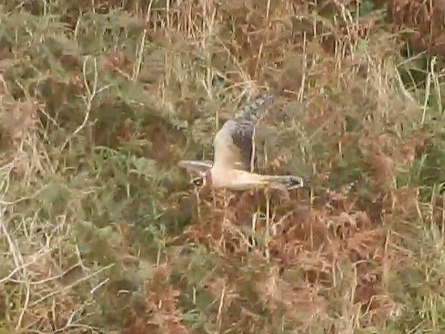Pallid Harrier