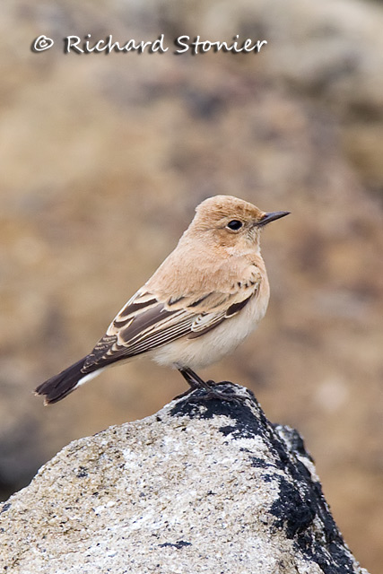 Western Black-eared Wheatear