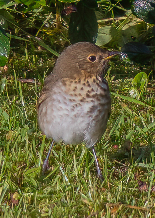 Swainson's Thrush