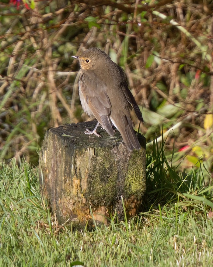 Swainson's Thrush