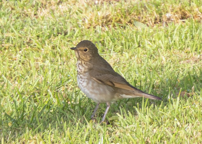 Swainson's Thrush