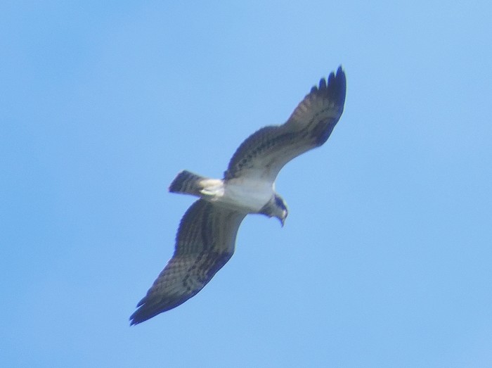 Osprey