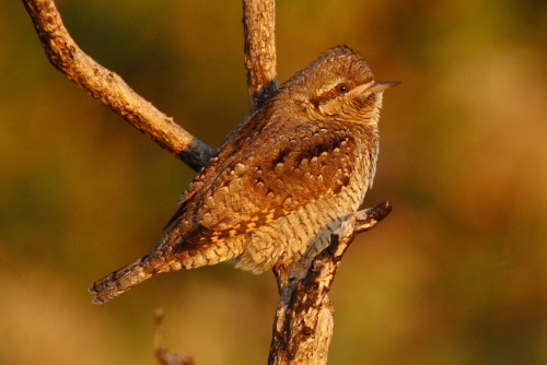 Wryneck