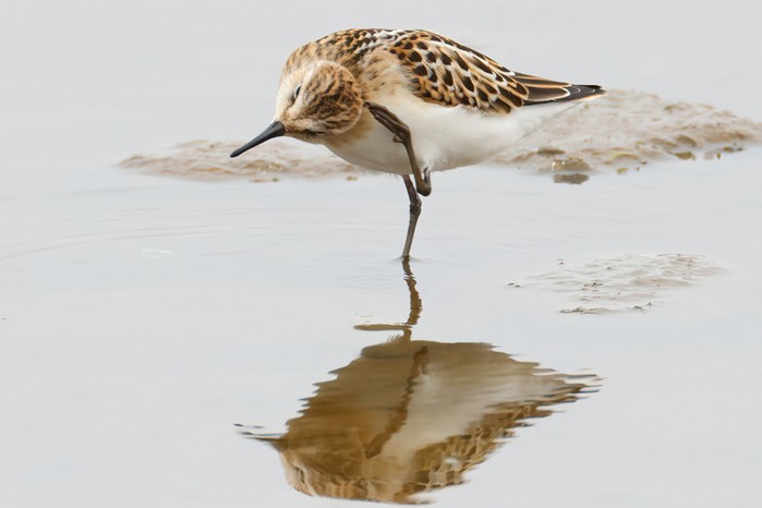 Little Stint
