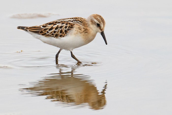 Little Stint