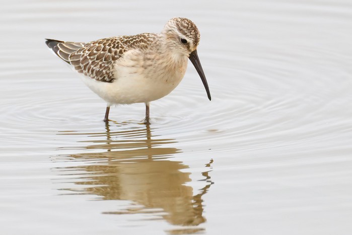 Curlew Sandpiper