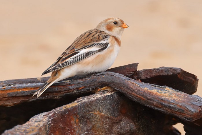 Snow Bunting