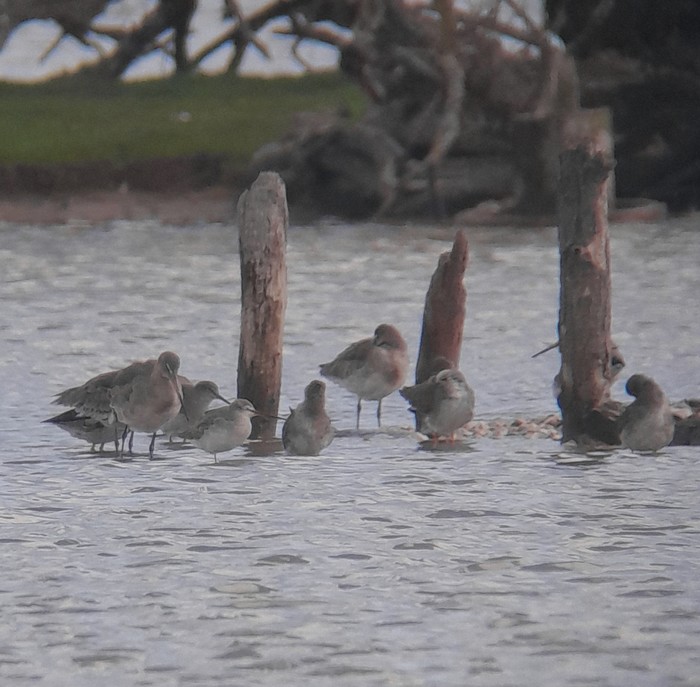 Spotted Redshank