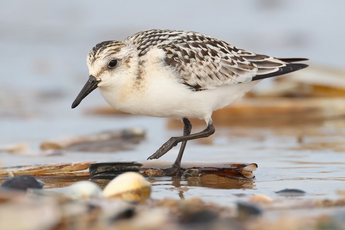 Sanderling