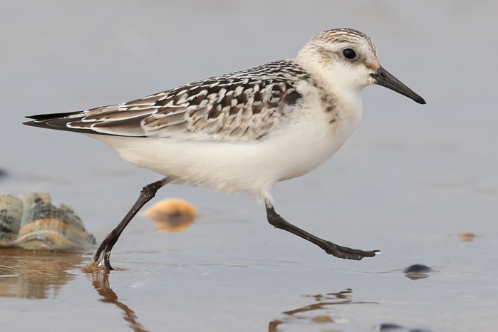 Sanderling