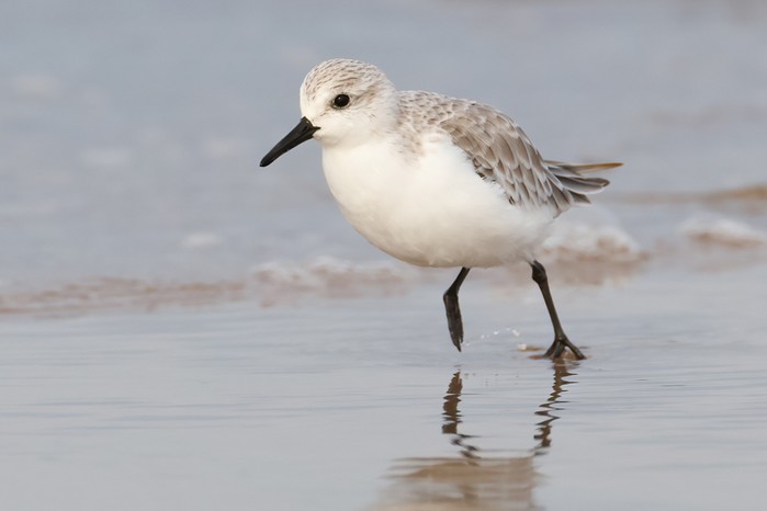Sanderling