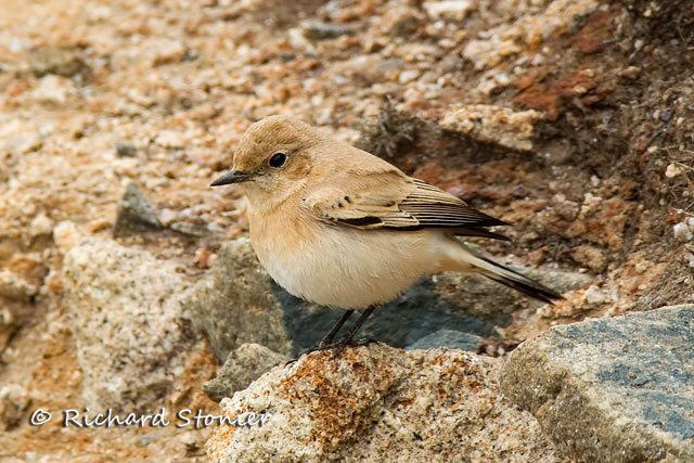 Western Black-eared Wheatear