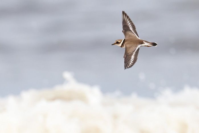 Ringed Plover