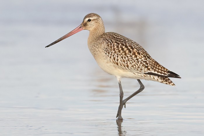 Bar-tailed Godwit