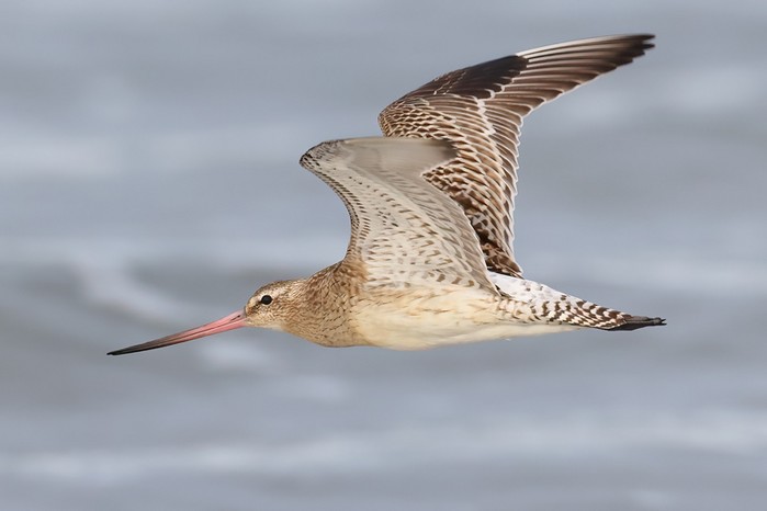 Bar-tailed Godwit