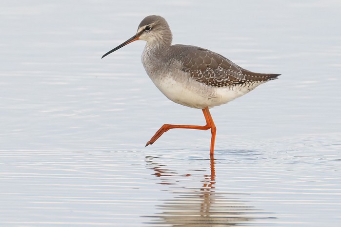 Spotted Redshank